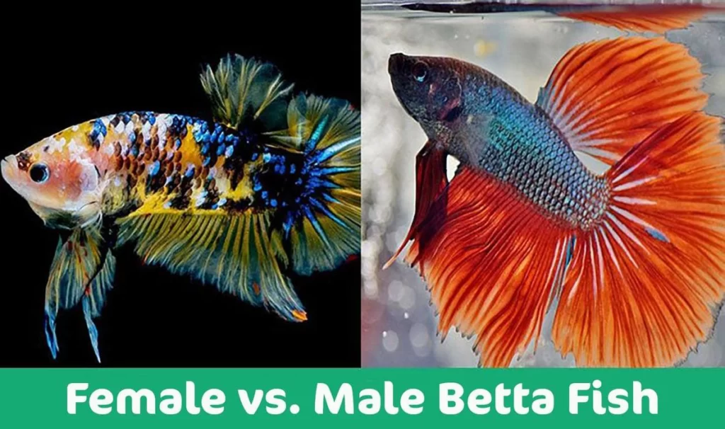 betta fish Male or Female 