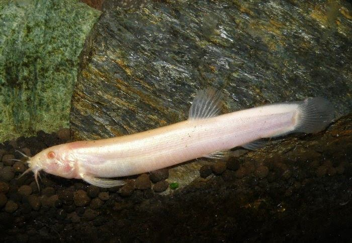 Albino Dojo Loach