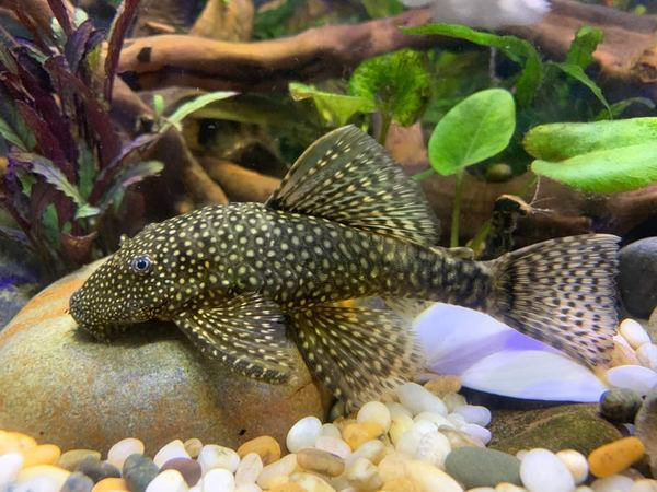 Bristlenose Pleco