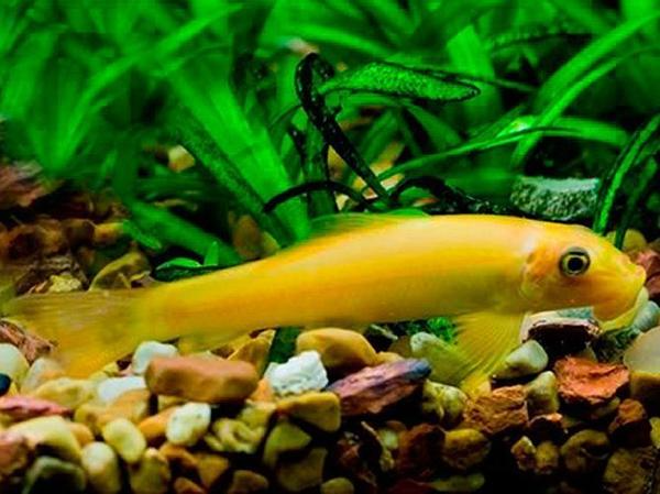 Chinese Algae Eater