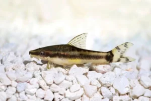 Common Otocinclus