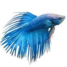 Crown Tail Betta