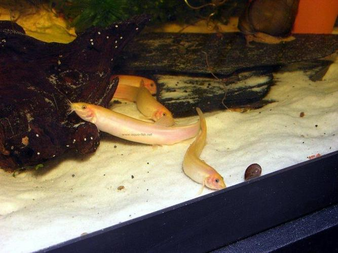 Dojo Loach Breeding