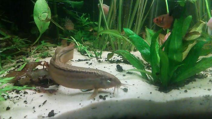 Dojo Loach Tank Mates