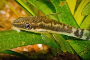 Dwarf Otocinclus