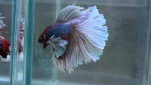 Elephant Ear Betta