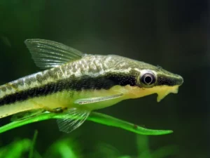 Golden Otocinclus