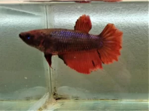 Half Moon Red Dragon Female