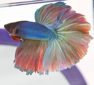 Halfmoon Betta