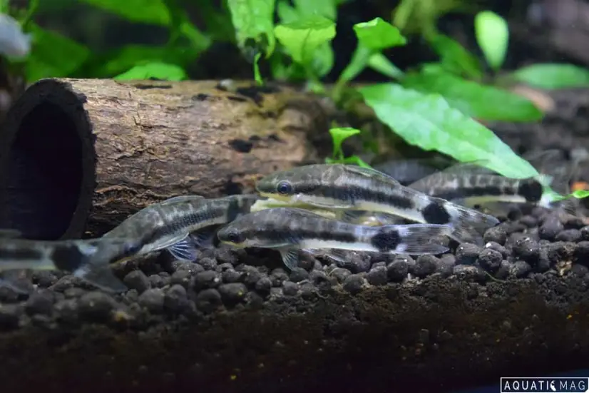 Otocinclus Breeding