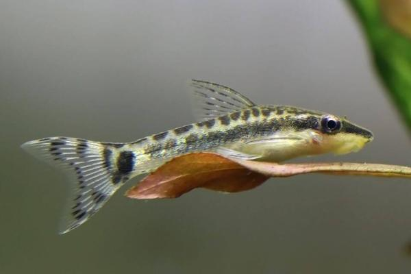 Otocinclus Look