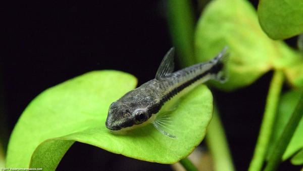 Otocinclus