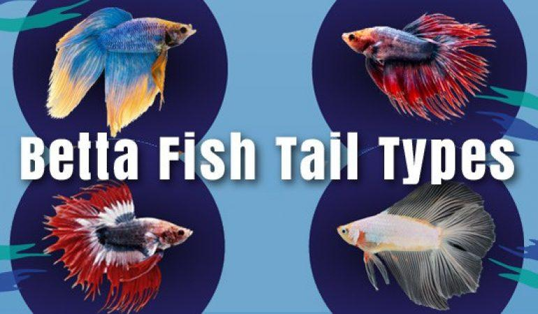 Rare Types of Betta Fish Tails