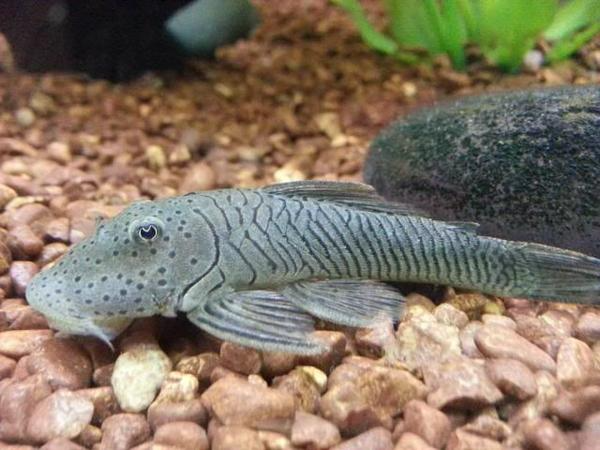 Rubber Lip Pleco