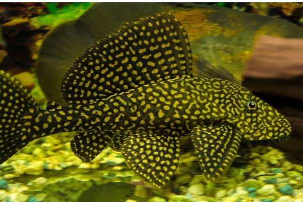 Sailfin Pleco