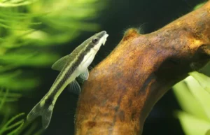 Silver Otocinclus