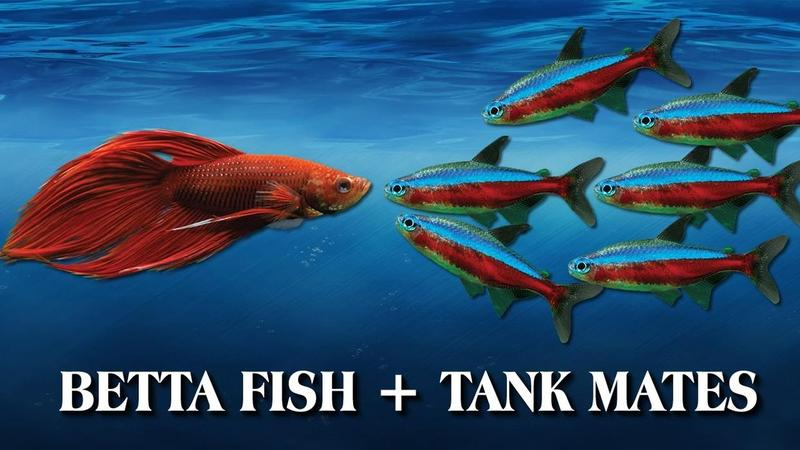 Tankmates of Betta Fish