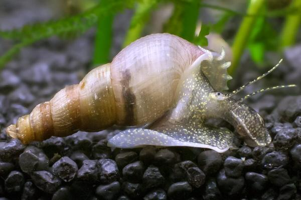 Trumpet Snail