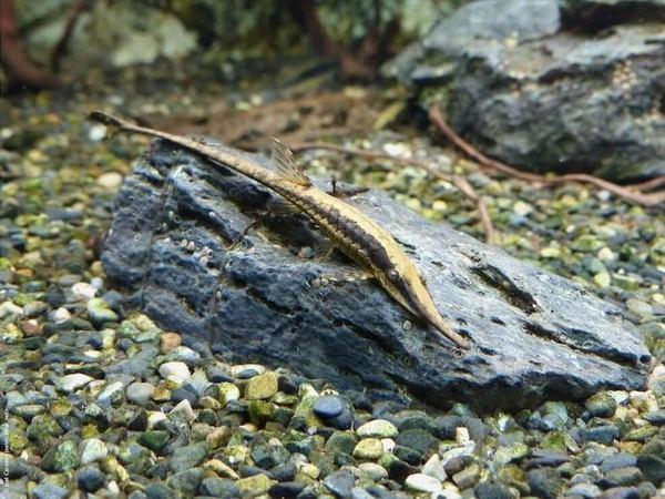 Twig Catfish