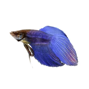 Veil Tail Betta