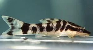 Zebra Otocinclus