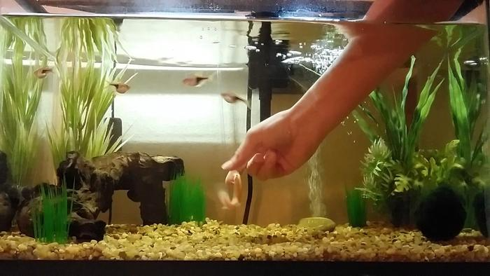 Dojo Loach Food