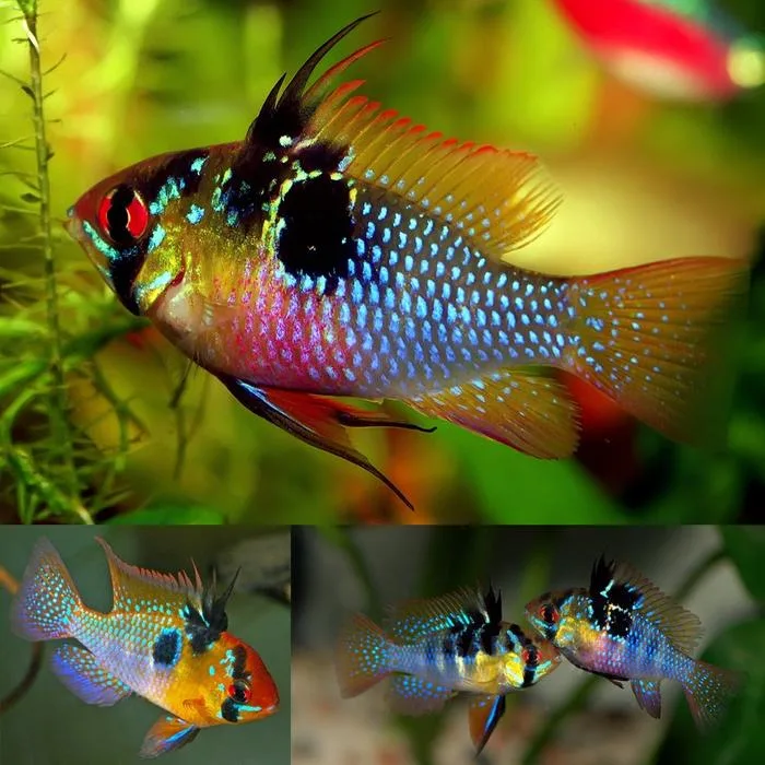 German Blue Ram