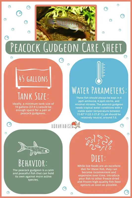 Peacock Gudgeon Diet and Food