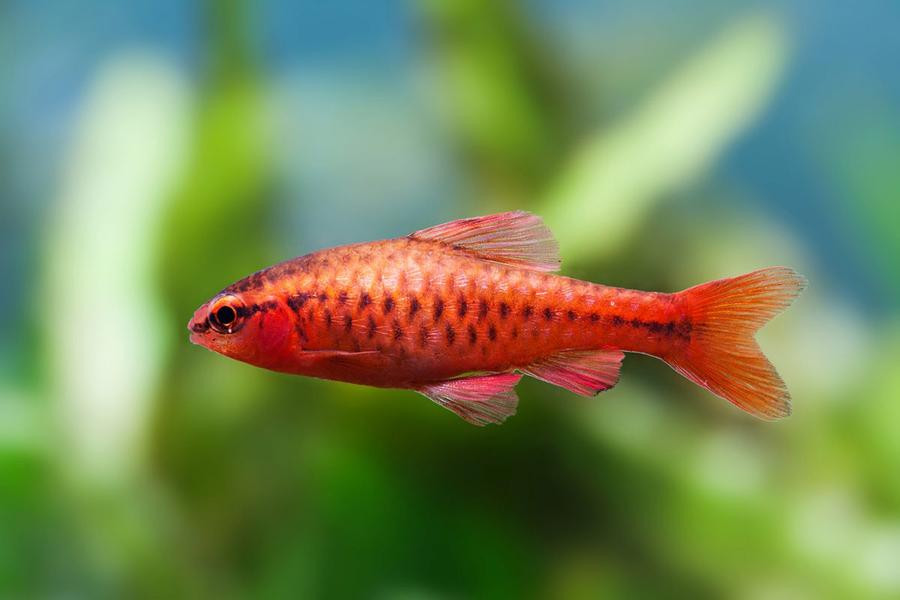 History of Cherry Barb