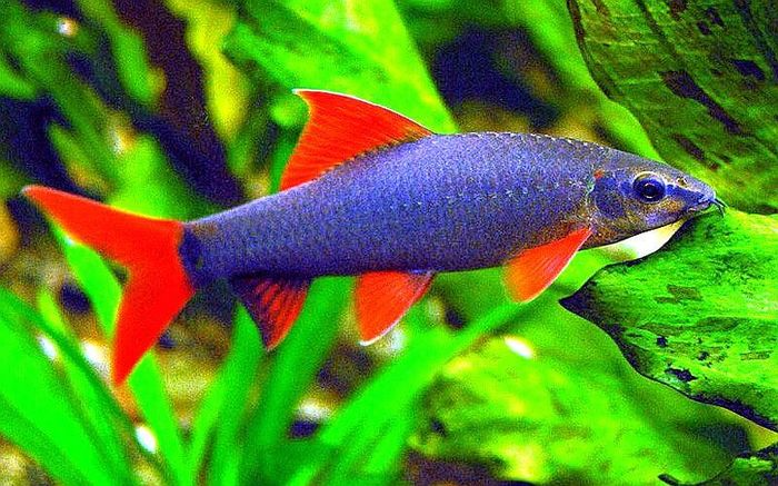 Rainbow Shark Compatibility