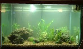 Cloudy Fish Tank from Gravel