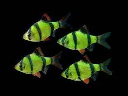 Glofish Barbs