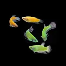 Glofish Bettas