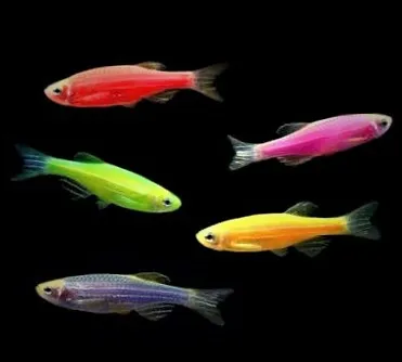 Glofish Danios