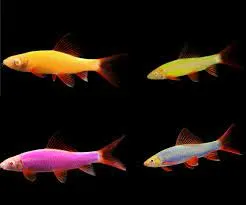 Glofish Sharks