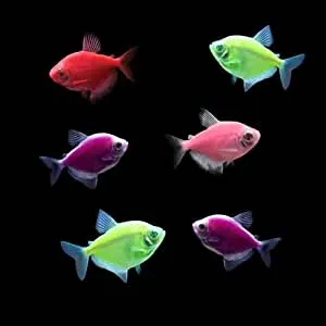 Glofish Tetras
