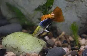 How Long Can Guppies Go Without Food?