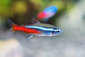 How Long Can Tetras Go Without Food?
