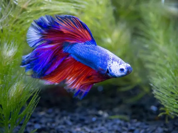 How Long Can a Betta Fish Go Without Food?