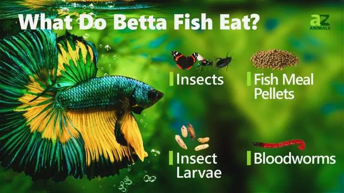 How Much and How Often to Feed Betta Fish?