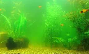 Why is My Fish Tank Cloudy and Green?