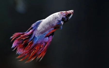 Betta Fish Act Before They Die