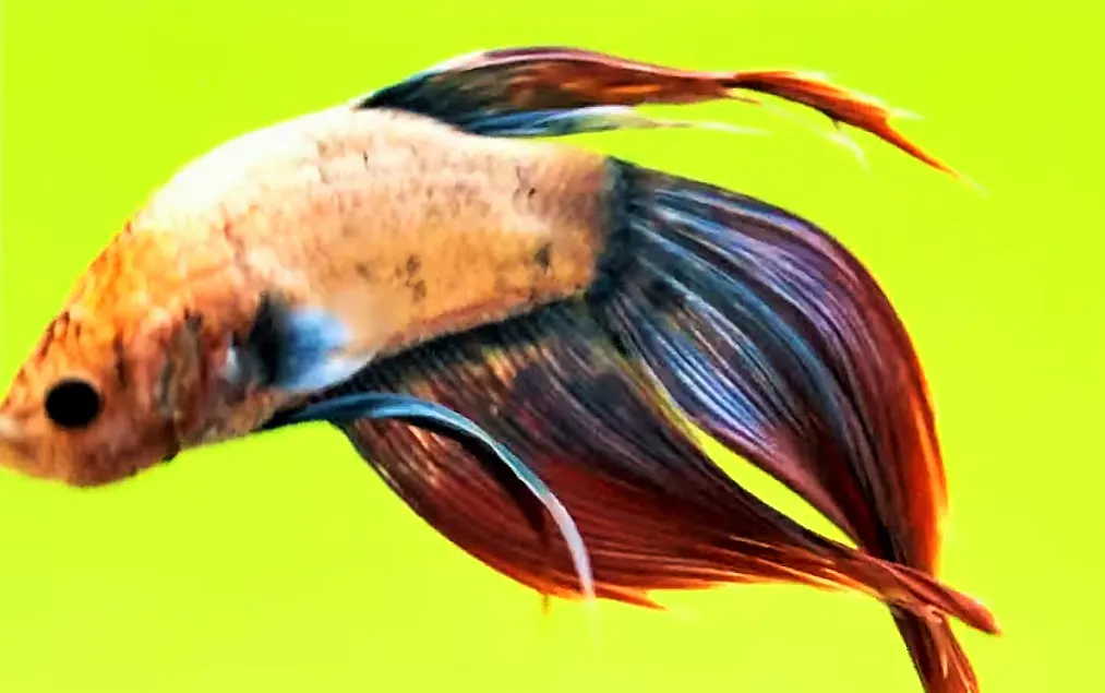 Betta fish before death