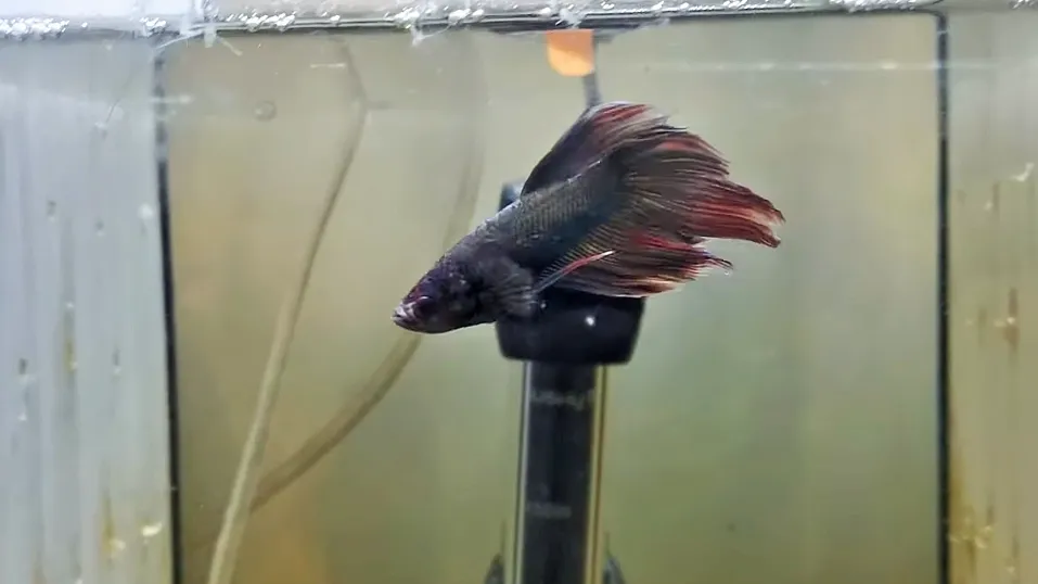Save A Dying Betta Fish