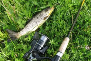 rod for trout fish